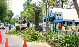 Vụ cải tạo vỉa hè ảnh hưởng cây xanh: Chủ tịch UBND TPHCM ra 'tối hậu thư'