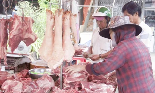 Giá lợn leo thang, việc tái đàn gặp nhiều khó khăn