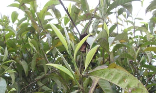 'Mặc váy ngắn hái chè, vị sẽ khác'