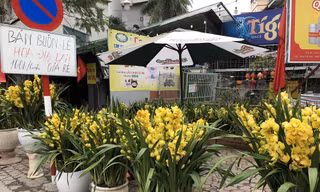 Đơn vị cung cấp Lan Hồ Điệp lớn nhất miền Bắc cũng căng biển mua 1 tặng 1