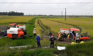 Luật sư Đặng Văn Cường cho biết, không có bất cứ quy định, hay pháp luật nào quy định về dịch vụ máy gặt lúa công nghiệp.