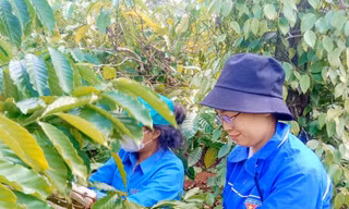 Đoàn thanh niên hỗ trợ gia đình khó khăn thu hoạch cà phê