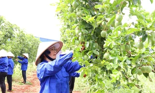 Người dân cùng liên kết giúp nông dân thoát nghèo, phát triển kinh tế