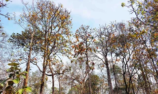 Rừng khộp Tây Nguyên mùa thay lá đẹp tựa trời Âu