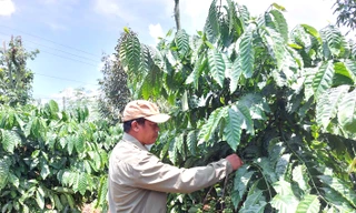 Chàng trai K’Ho giúp bà con thay đổi nếp nghĩ cách làm