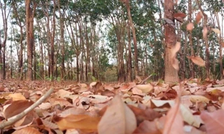 Cao su mùa thay lá 