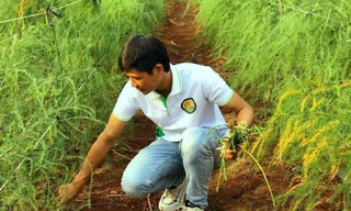 Anh Mỹ và vườn măng tây xanh