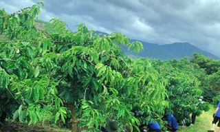 Thanh niên tình nguyện giúp người dân vặt chồi, làm cỏ cà phê 