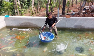 Nuôi cá 'quý tộc', chàng trai vùng sâu thu nhập cả tỉ đồng mỗi năm