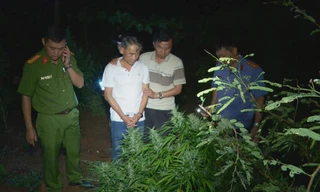 Bị bắt vì nhận giống hạt cần sa từ người lạ mang về trồng 