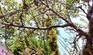 Đưa nhất chi mai phủ rêu từ Sa Pa lên thủ phủ cà phê