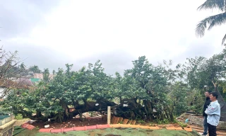 Tận thấy cây mai tiền tỷ, khế thế đổ ‘nhất long họa bì’ 