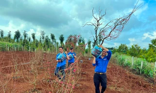  Làm giàu từ bán hoa đào 