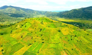 Hoa dã quỳ phủ vàng núi lửa Chư Đăng Ya (Gia Lai)