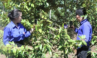 Trung ương Đoàn số hóa gần 10.000 cây sầu riêng