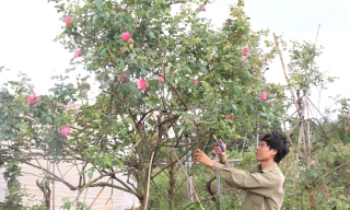 Từ vườn hồng tặng mẹ, chàng trai có doanh thu nhiều người mơ ước