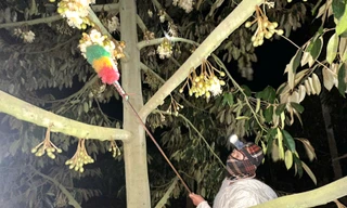 Màn đêm buông xuống, xem nông dân đi 'kết duyên' cho sầu riêng