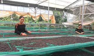 Cầu nối giúp nông dân làm kinh tế kiểu mới