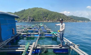 Người làm thuê trộm cắp số tôm hùm trị giá hơn 300 triệu đồng của chủ bè 