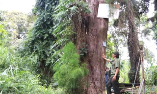 Kỳ lạ hàng trăm cây quý hiếm phải canh giữ ngày đêm ở Việt Nam