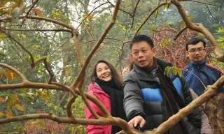 Cá thần, cây ổi cười hút du khách đầu năm