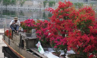 Chợ hoa xuân “trên bến dưới thuyền” ở Sài Gòn khoe sắc