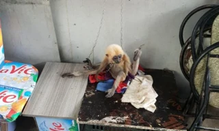 Nhặt con vượn quý hiếm ở bãi xe, người đàn ông nuôi nhốt trái phép