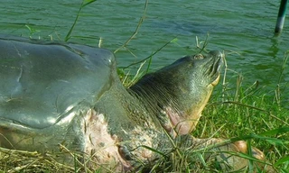 Kỳ công 2 năm chụp được một bức ảnh Rùa Hoàn Kiếm ở hồ Xuân Khanh