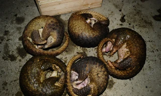 Tê tê Java là loài động vật quý hiếm thường xuyên bị săn bắt, buôn bán trái phép.