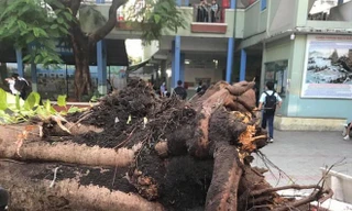 Cây phượng đổ đè học sinh ở TP HCM