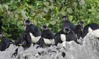 Ba cá thể Voọc mông trắng cực kỳ quý hiếm được tái thả về Tràng An vào hôm nay. Ảnh minh họa.