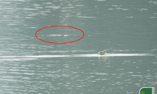 Bức ảnh ghi nhận 2 cá thể rùa Hoàn Kiếm cùng nổi lên ở hồ Đồng Mô. Ảnh: ATP