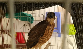 Việc mua bán chim săn mồi có thể bị tịch thu tang vật và phạt tiền.