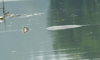 Theo ATP, nhiều người dân địa phương cho rằng có nhiều cá thể loài rùa khổng lồ này hiện đang sống trong hồ Đồng Mô