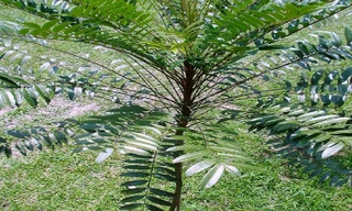 Tưởng cây dại hóa loài dược liệu quý