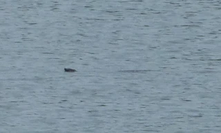 Chưa nên đưa cá thể rùa mới phát hiện về Hồ Hoàn Kiếm