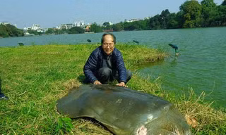 Tìm thấy một cá thể rùa Hoàn Kiếm ở Hà Nội