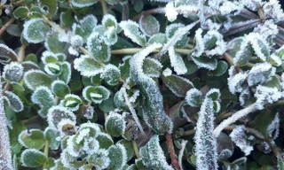 Miền Bắc đón đợt băng giá vào thứ Ba và thứ Tư tuần tới. 