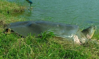 Thành lập Khu bảo tồn Rùa Hoàn Kiếm 