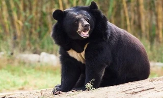 Vận chuyển rượu ngâm chi gấu, người đàn ông bị phạt 3 năm tù