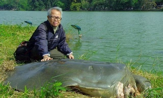 Tiêu bản cụ rùa Hồ Gươm ra mắt người dân Thủ đô