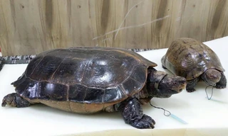 Thêm 2 cá thể rùa được xử lý theo phương pháp chế tác cụ rùa