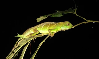 Loài rồng đất quý hiếm ở Việt Nam bị suy giảm nghiêm trọng