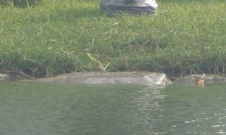 Kiến nghị di chuyển rùa Hoàn Kiếm đến nơi an toàn hơn