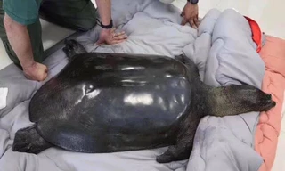 Cá thể rùa Hoàn Kiếm cái ở Trung Quốc đã chết tối qua.