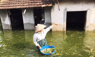 Lũ tái diễn trên sông Bùi, Chương Mỹ đối mặt ngập úng nghiêm trọng
