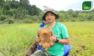 Thả 101 cá thể rùa quý hiếm về tự nhiên