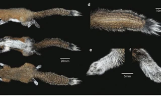 Phát hiện một loài sóc mới tại Việt Nam