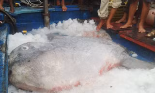 Bắt được cá Mặt trăng quý nặng 400 kg