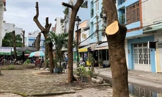 Ngỡ ngàng với hình ảnh hàng cây 'trơ xương' ở quận 8 - TPHCM